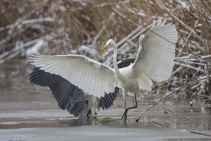 Framed Print : Great White Egret (Egretta alba) and Grey Heron (Ardea cinerea) Germany