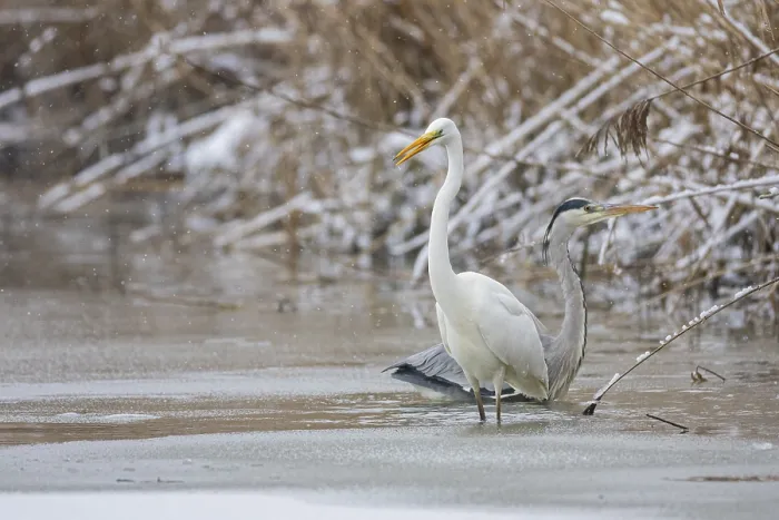 Framed Print : Great White Egret (Egretta alba) and Grey Heron (Ardea cinerea) Germany