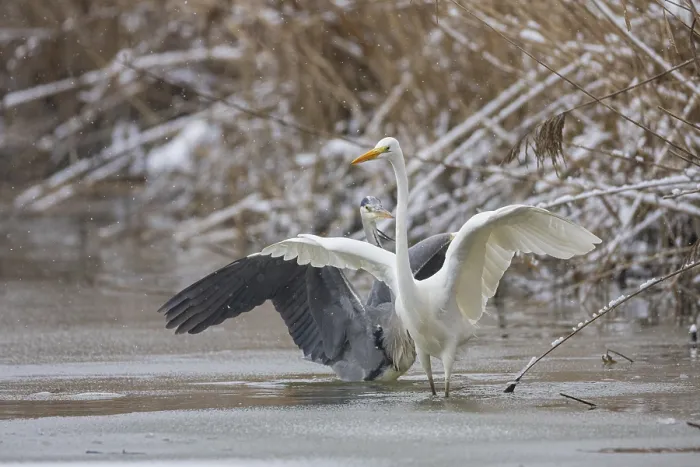 Framed Print : Great White Egret (Egretta alba) and Grey Heron (Ardea cinerea) Germany