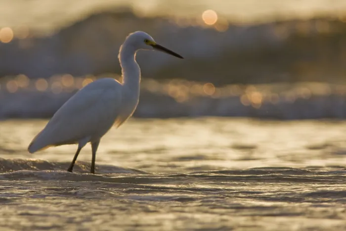 Framed Print : Great White Egret (Egretta thula) Framed Print : Great White Egret (Egretta thula)