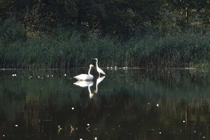 Framed Print : Great White Egret and Whooper Swan Framed Print : Great White Egret and Whooper Swan