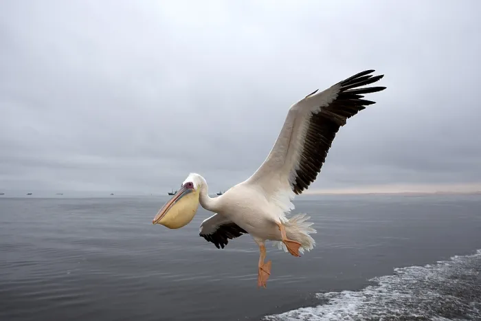 Framed Print : Great White great white pelican (pelecanus onocrotalus) Framed Print : Great White great white pelican (pelecanus onocrotalus)