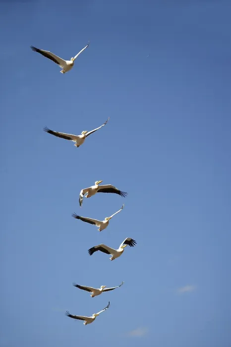 Framed Print : Great White Great white pelican (pelecanus onocrotalus)
