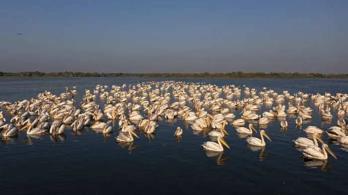 Framed Print : Great white pelican (Pelecanus onocrotalus)