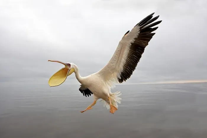 Framed Print : Great White Pelican (pelecanus onocrotalus) Framed Print : Great White Pelican (pelecanus onocrotalus)