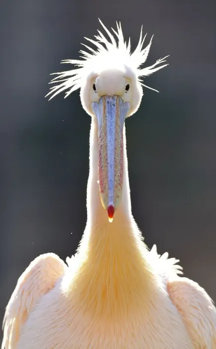 Framed Print : Great White Pelican (Pelecanus onocrotalus)
