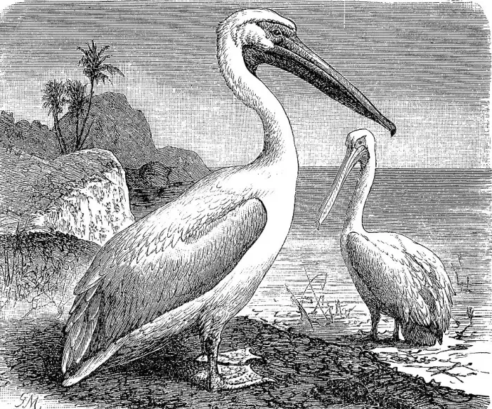 Framed Print : Great white pelican (Pelecanus onocrotalus)
