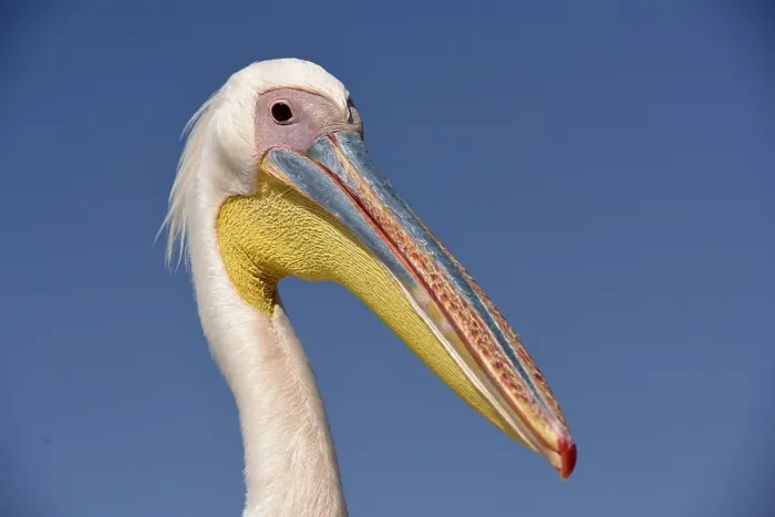 Framed Print : Great white pelican (Pelecanus onocrotalus), animal portrait, near Pelican Point, Walfish Bay, Erongo region, Namibia, Africa