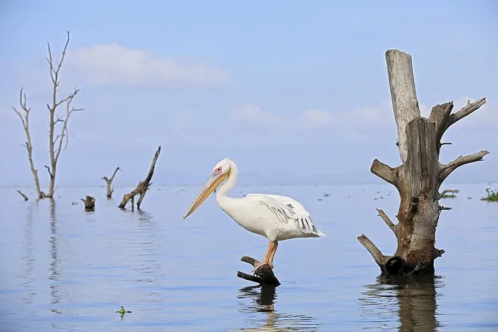 Framed Print : Great white pelican (Pelecanus onocrotalus)