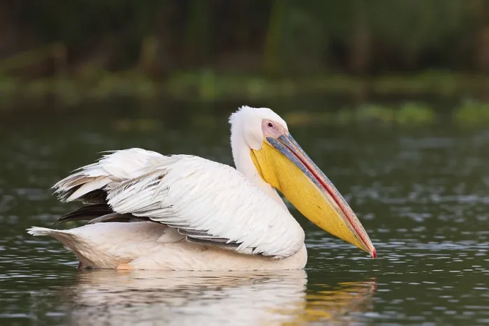Framed Print : Great White Pelican (Pelecanus onocrotalus) Framed Print : Great White Pelican (Pelecanus onocrotalus)