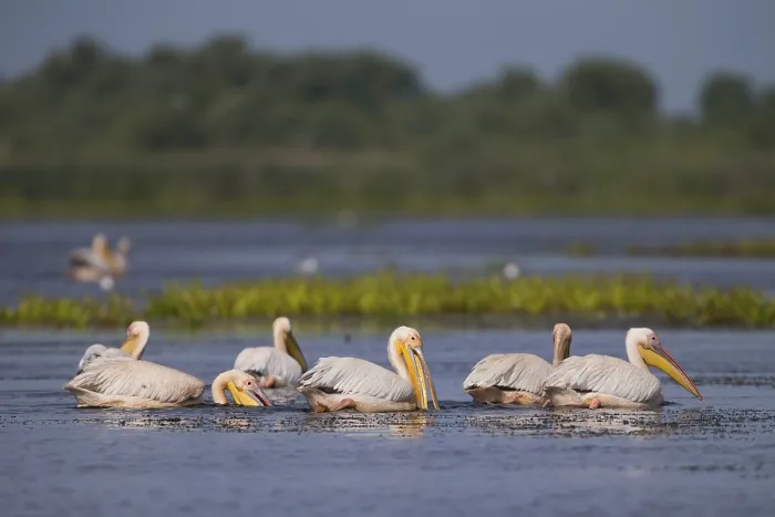 Framed Print : Great white pelican (Pelecanus onocrotalus) Framed Print : Great white pelican (Pelecanus onocrotalus)