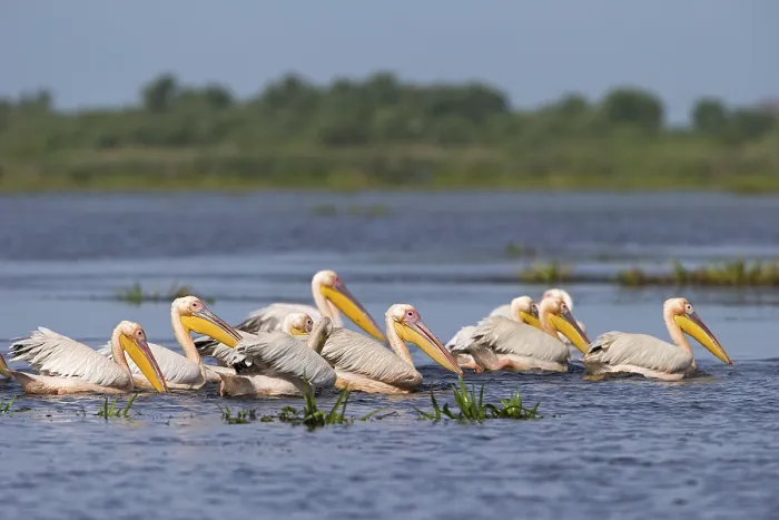 Framed Print : Great white pelican (Pelecanus onocrotalus) Framed Print : Great white pelican (Pelecanus onocrotalus)