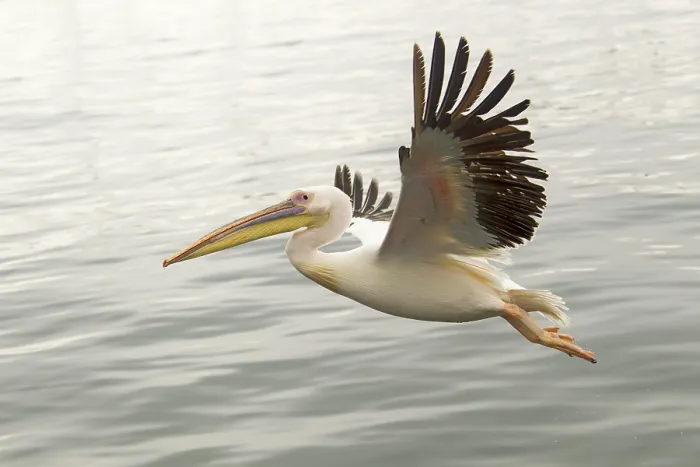 Framed Print : Great White Pelican (Pelecanus onocrotalus)