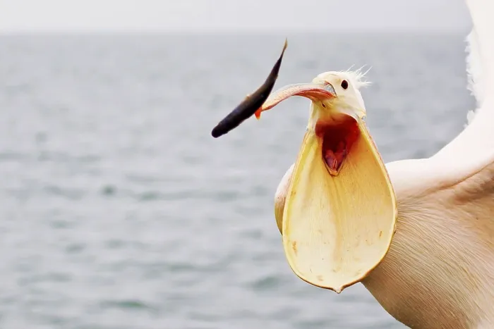 Framed Print : Great white pelican (Pelecanus onocrotalus) Framed Print : Great white pelican (Pelecanus onocrotalus)