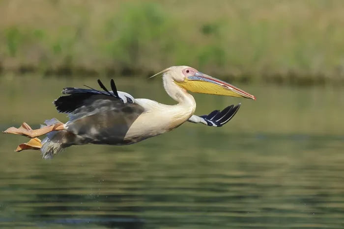 Framed Print : Great white pelican, Pelecanus onocrotalus