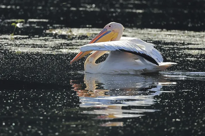 Framed Print : Great white pelican Pelecanus onocrotalus in the Danube Delta
