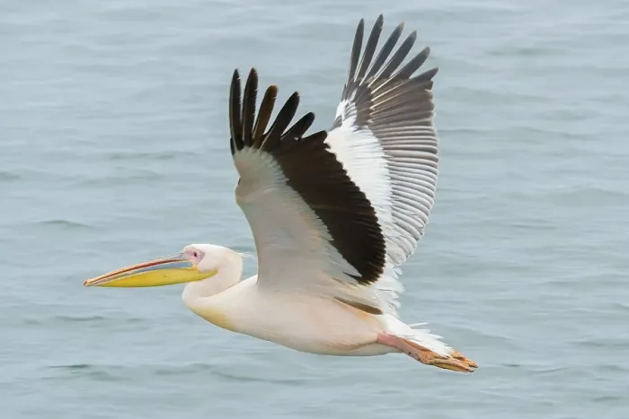 Framed Print : Great white pelican (Pelecanus onocrotalus) in flight over water
