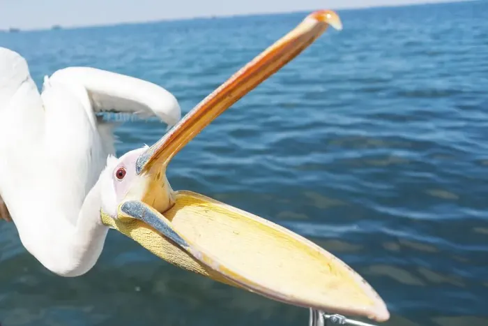 Framed Print : Great White Pelican (Pelecanus onocrotalus) with opened beak Framed Print : Great White Pelican (Pelecanus onocrotalus) with opened beak