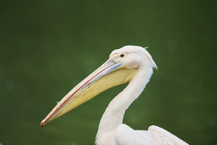 Framed Print : Great white pelican (Pelecanus onocrotalus) portrait Framed Print : Great white pelican (Pelecanus onocrotalus) portrait