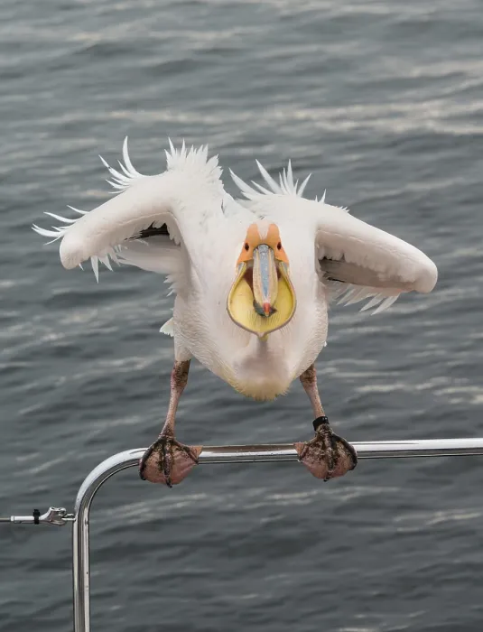 Framed Print : Great White Pelican (Pelecanus onocrotalus) on railing in Walvis Bay