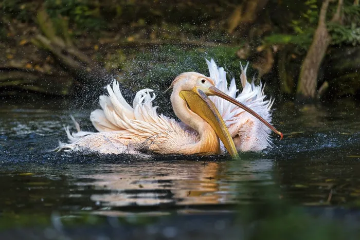 Framed Print : Great white pelican (Pelecanus onocrotalus) shakes water from feathers Framed Print : Great white pelican (Pelecanus onocrotalus) shakes water from feathers