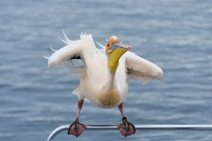 Framed Print : Great White Pelican (Pelecanus onocrotalus) sitting on the railing of the boat in Walvis Bay