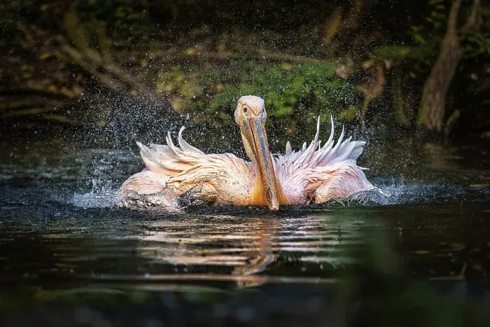 Framed Print : Great white pelican (Pelecanus onocrotalus) swimming in pond