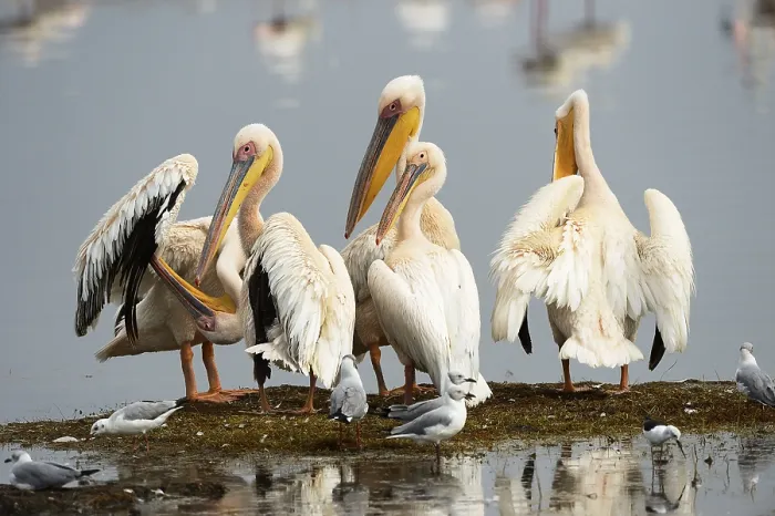 Framed Print : Great White Pelicans (Pelecanus onocrotalus)