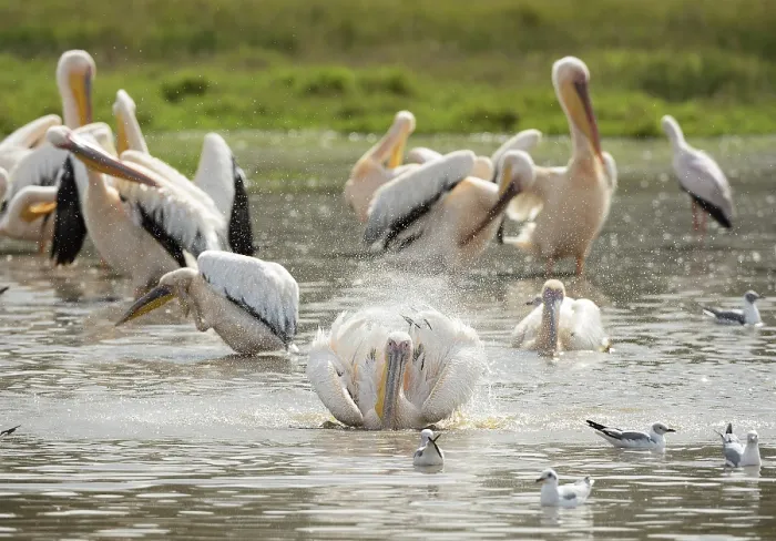 Framed Print : Great White Pelicans (Pelecanus onocrotalus) Framed Print : Great White Pelicans (Pelecanus onocrotalus)
