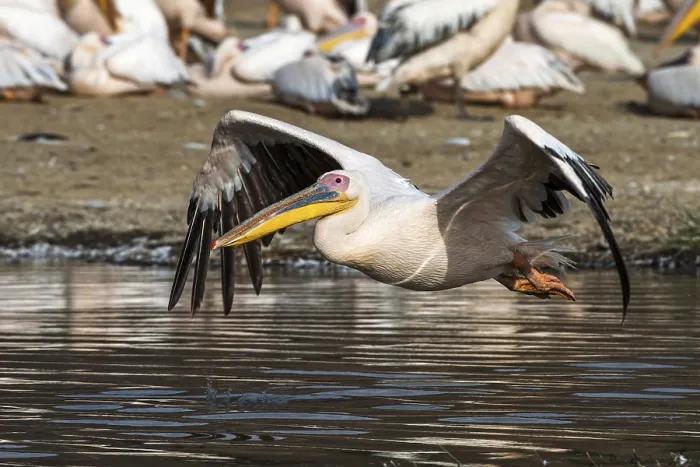 Framed Print : Great white pelicans (Pelecanus onocrotalus)