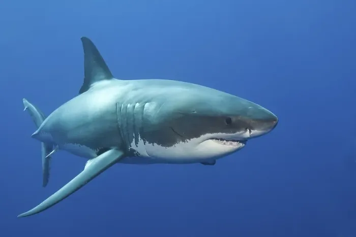 Framed Print : Great white shark (Carcharodon carcharias) Framed Print : Great white shark (Carcharodon carcharias)