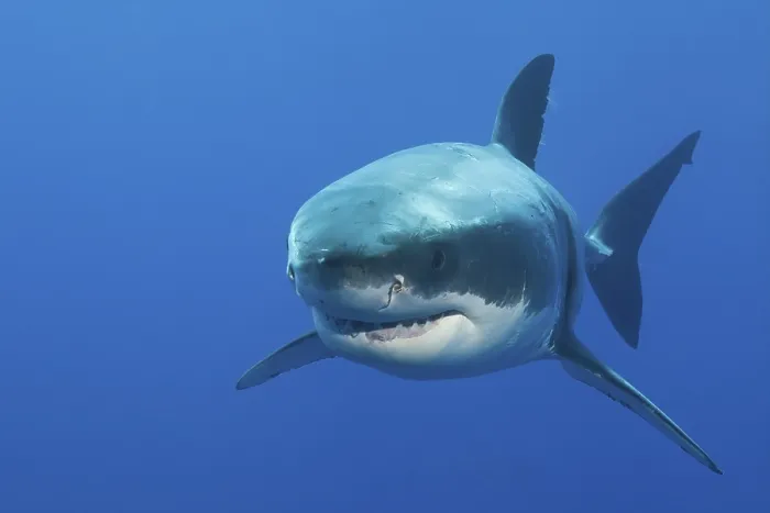 Framed Print : Great white shark, Carcharodon carcharias
