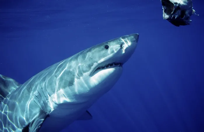 Framed Print : Great white shark, Carcharodon carcharias Framed Print : Great white shark, Carcharodon carcharias