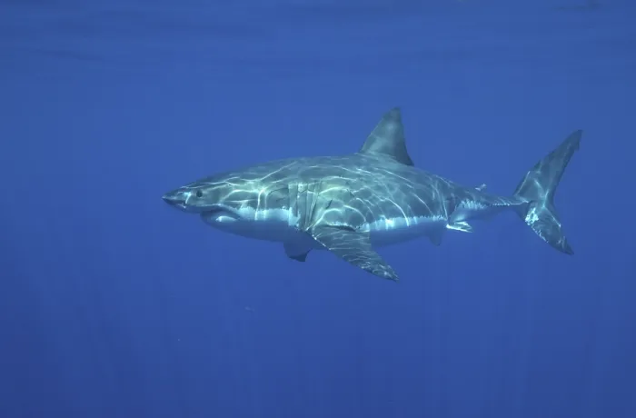 Framed Print : Great White Shark (Carcharodon charcharias) Framed Print : Great White Shark (Carcharodon charcharias)