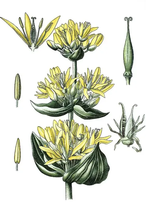 Framed Print : Great Yellow Gentian (Gentiana lutea)