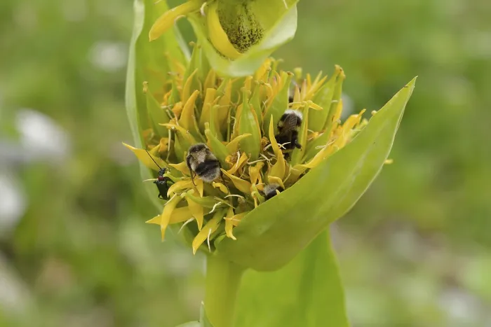 Framed Print : Great yellow gentian (Gentiana lutea) with bumblebee