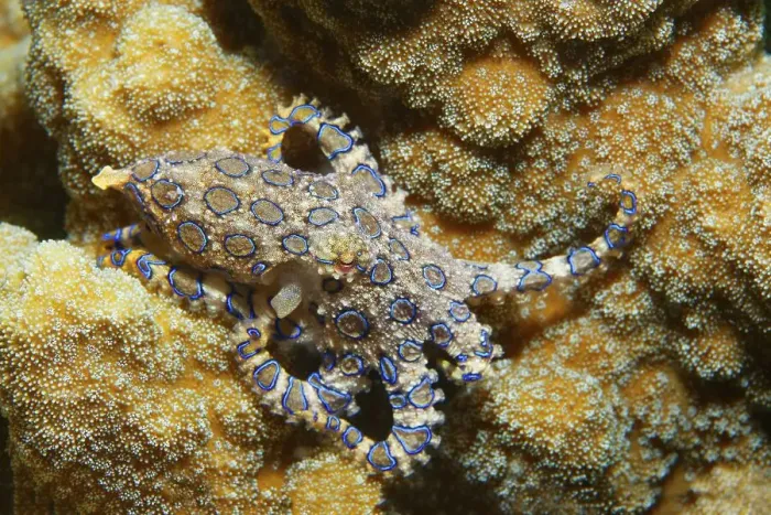 Framed Print : Greater blue-ringed octopus (Hapalochlaena lunulata) Framed Print : Greater blue-ringed octopus (Hapalochlaena lunulata)