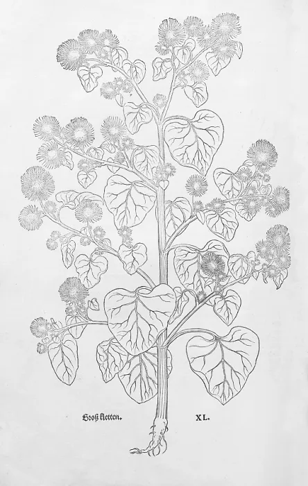 Framed Print : Greater burdock (Arcticum lappa)