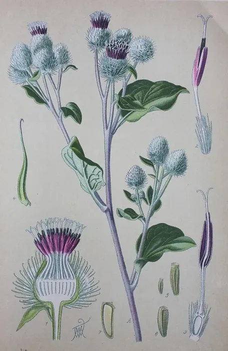 Framed Print : Greater burdock (Arctium lappa) Framed Print : Greater burdock (Arctium lappa)