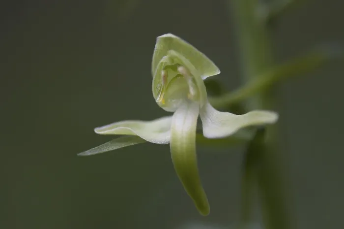 Framed Print : Greater butterfly-orchid (Platanthera chlorantha)