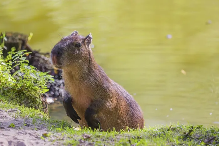 Framed Print : A (greater) capybara (Hydrochoerus hydrochaeris) jumps ashore