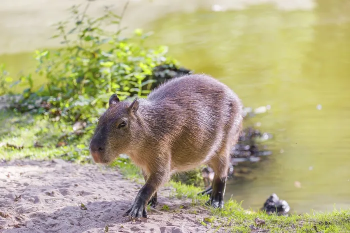 Framed Print : A (greater) capybara (Hydrochoerus hydrochaeris) walks along a river bank Framed Print : A (greater) capybara (Hydrochoerus hydrochaeris) walks along a river bank