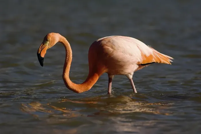 Framed Print : Greater Flamingo or American Flamingo (Phoenicopterus ruber)