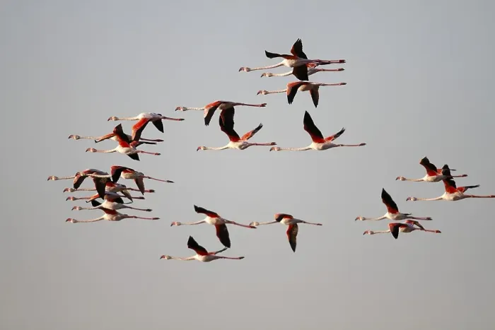 Framed Print : Greater Flamingo (Phoenicopterus roseus)