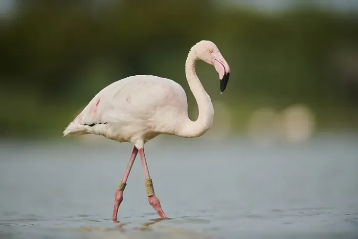 Framed Print : Greater Flamingo (Phoenicopterus roseus) Framed Print : Greater Flamingo (Phoenicopterus roseus)