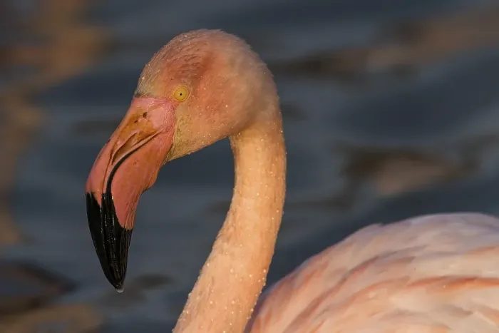 Framed Print : Greater flamingo (Phoenicopterus roseus)