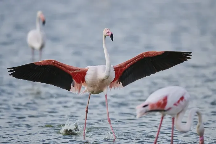 Framed Print : Greater Flamingo (Phoenicopterus roseus)