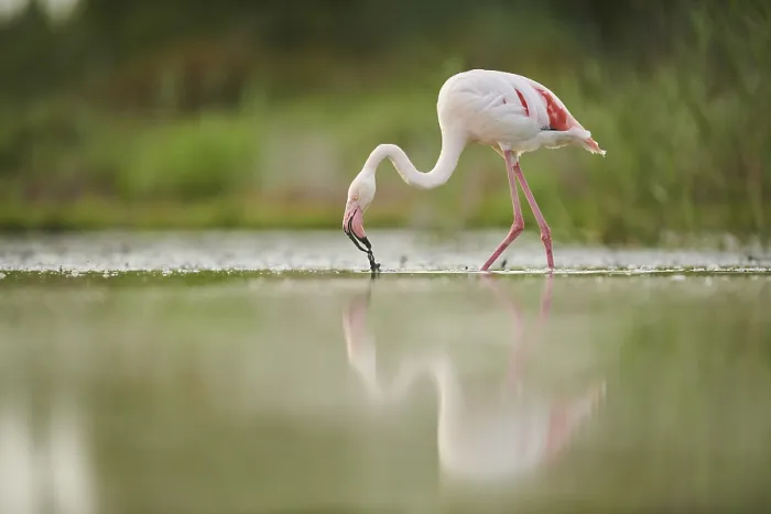 Framed Print : Greater Flamingo (Phoenicopterus roseus) Framed Print : Greater Flamingo (Phoenicopterus roseus)