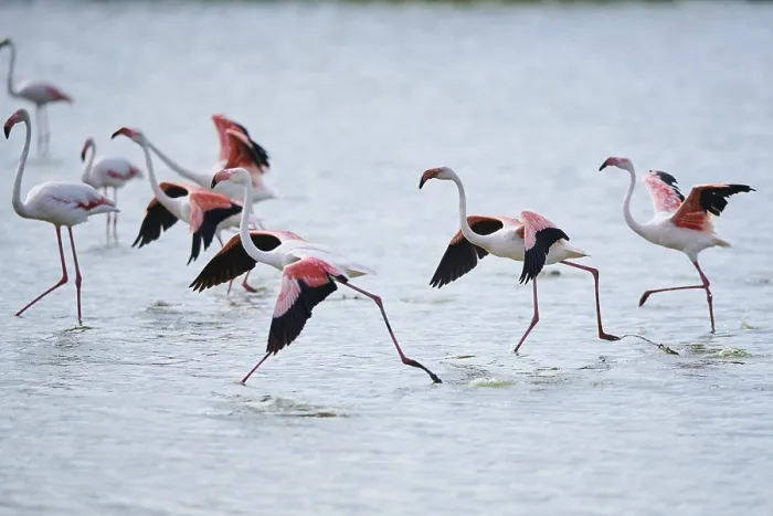 Framed Print : Greater Flamingo (Phoenicopterus roseus)