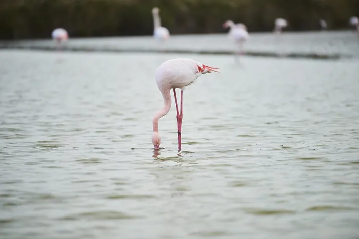 Framed Print : Greater Flamingo (Phoenicopterus roseus) Framed Print : Greater Flamingo (Phoenicopterus roseus)